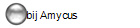 bij Amycus
